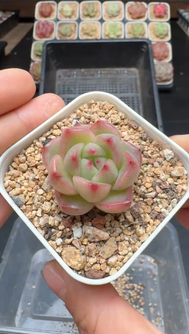 【闪购商品】432C物拍多肉带盆土6.5杯拍3颗包柚