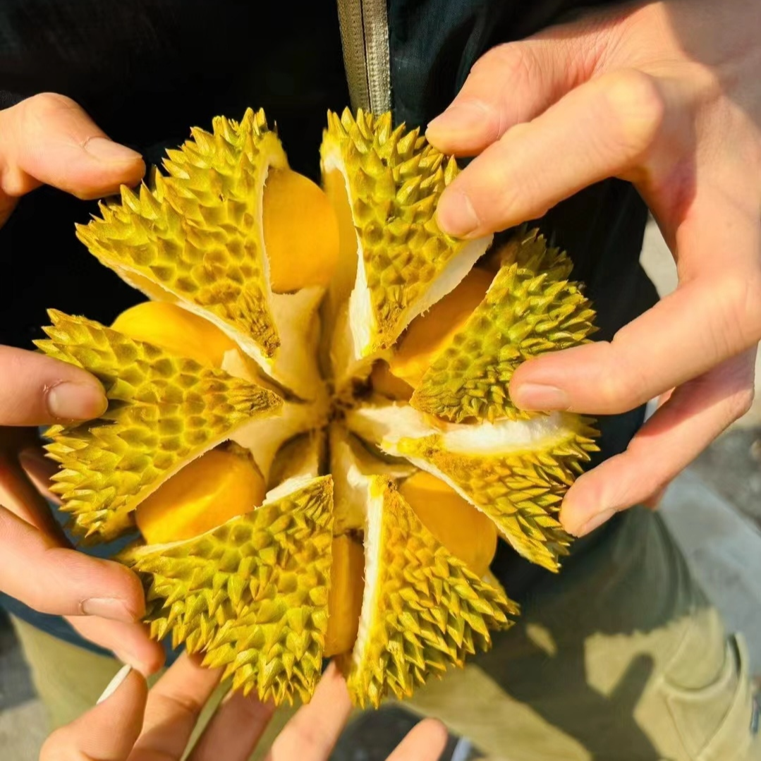 新鲜越南干饶榴莲 整果一个核小【核中等大小】1g干尧越南