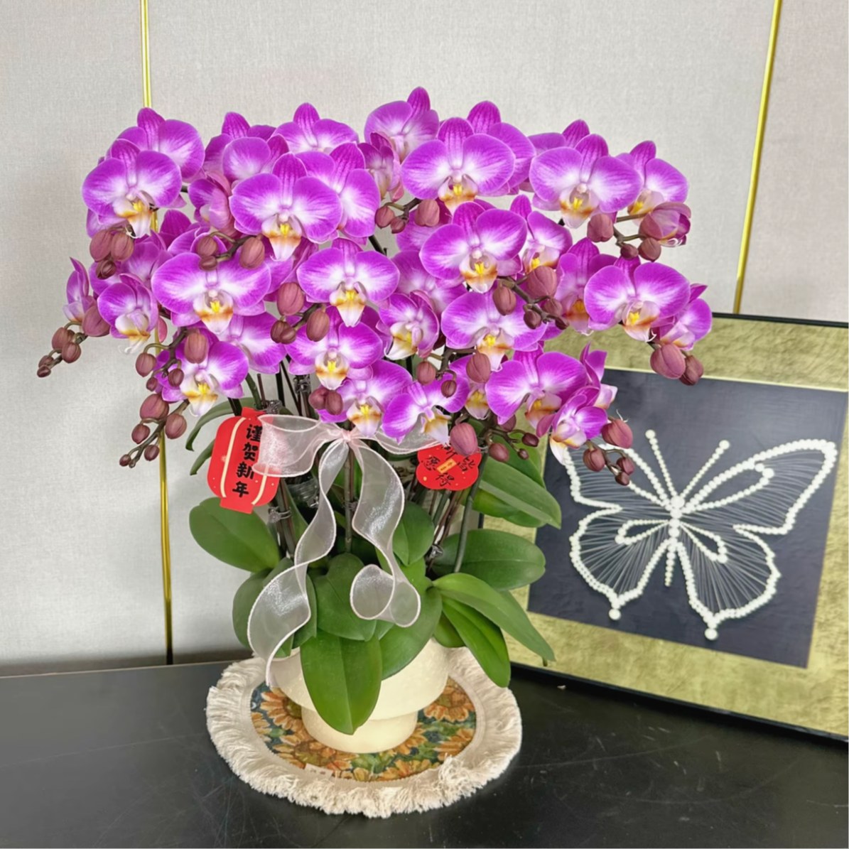 福禄喜【雪山飞狐】蝴蝶兰盆栽花卉观花植物室内四季开花陶瓷盆5