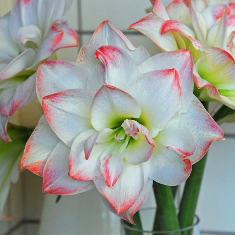 重瓣朱顶红种球四季种植福利球苗荷兰朱 秘鲁朱 南非朱 伊可花卉