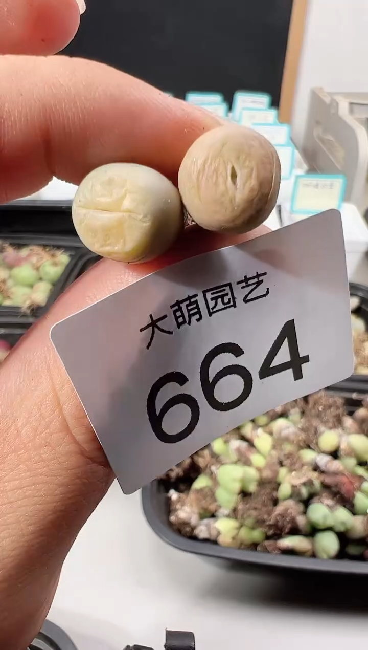 【闪购商品】++++664