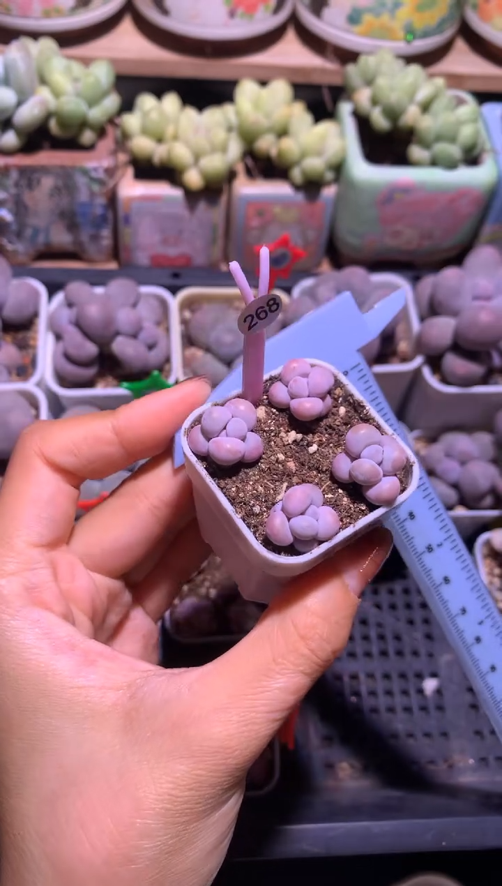 粉芭比奶酪一盒带盆发