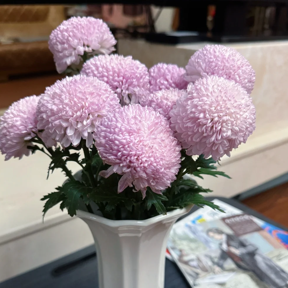 【粉色乒乓菊10支】云南鲜花 全店任意两件包邮送货上门