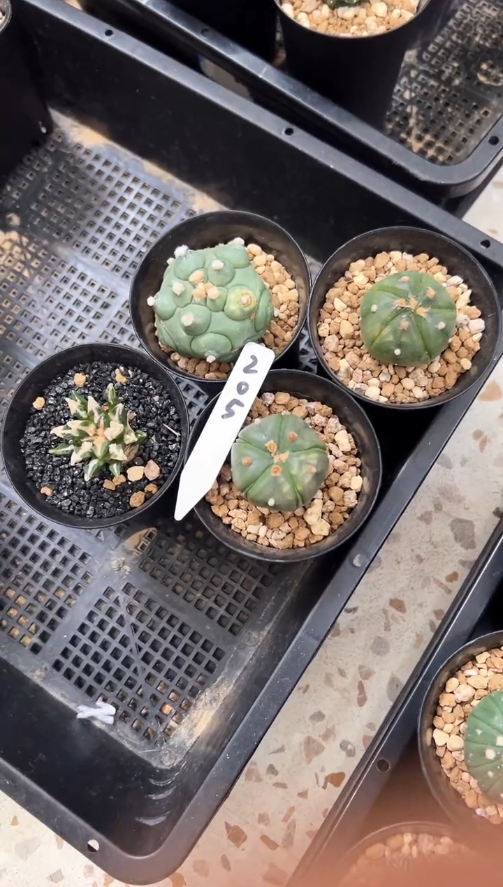 用****0不包售后有瑕小晒伤实生四颗编码205