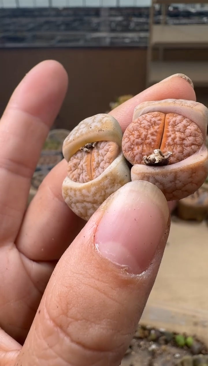 8-154多肉植物肉锥