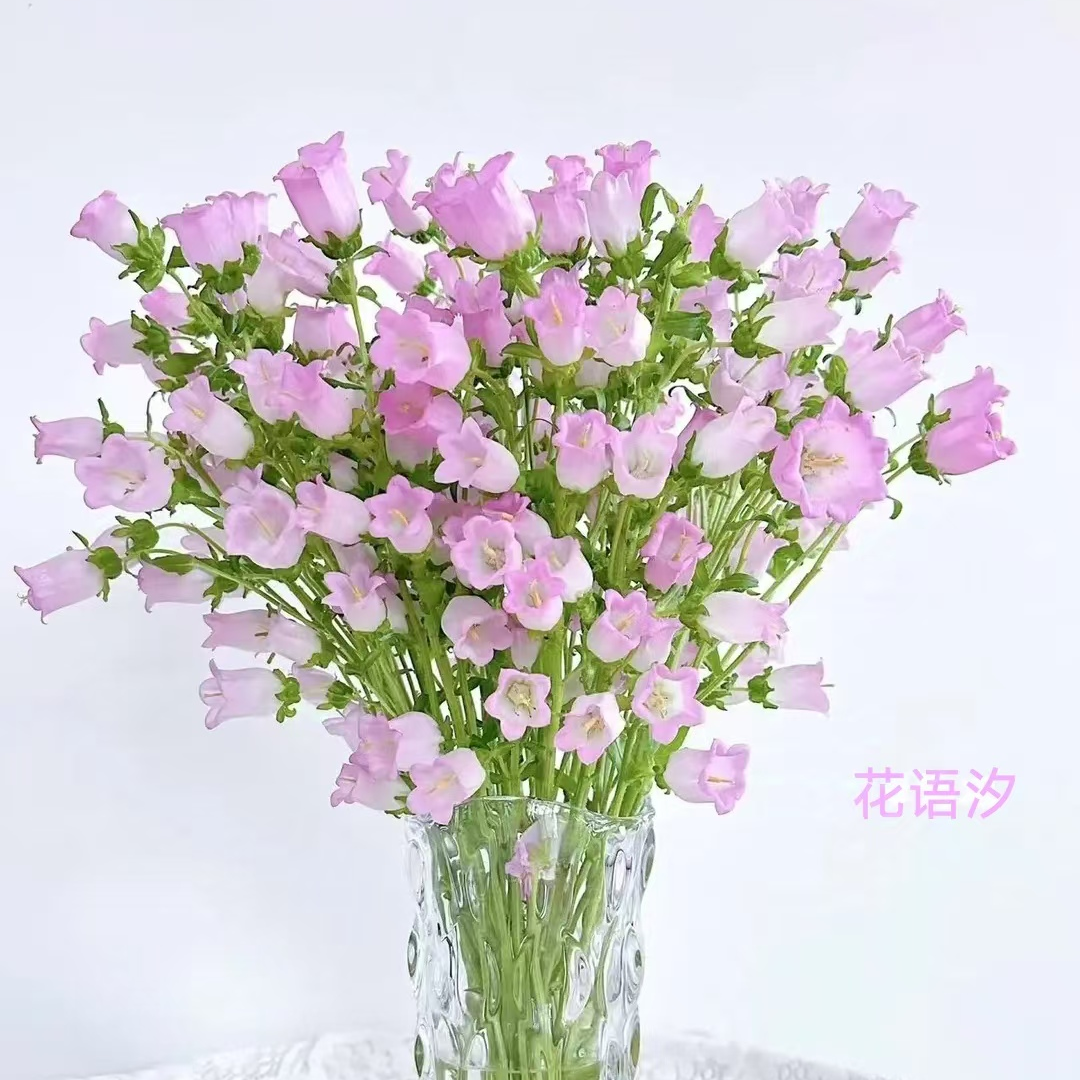 粉色风铃花【我在等风 也在等你】到货垂头，焉萎属正常需醒花静养