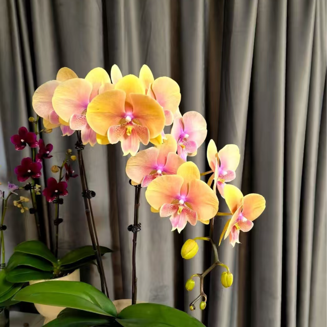 【方美508】3.5寸杯双花剑中大花型 室内花卉 高品质精品蝴蝶兰