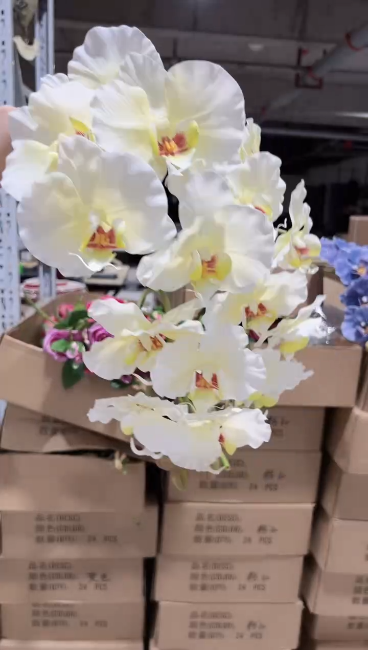 2枝白色9头蝴蝶兰