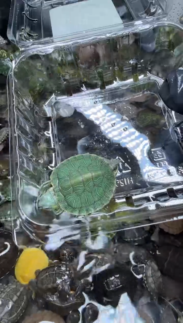 公母搭配宠物龟13号闪购
