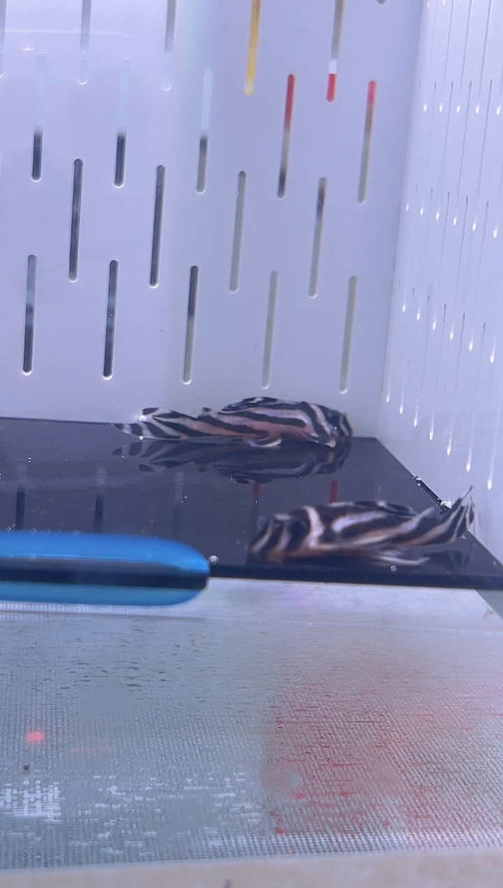 清道夫鱼3+不包入缸损136