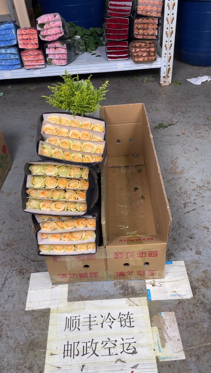香槟3扎+黄莺         