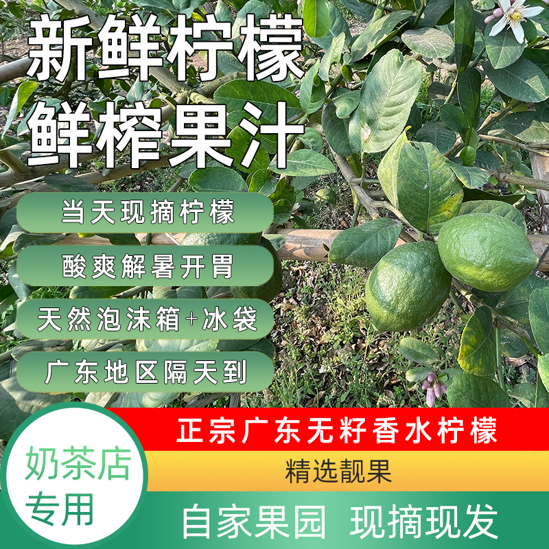 广东香水柠檬产地青柠檬批发柠檬新鲜鲜果柠檬柠檬排名第一名