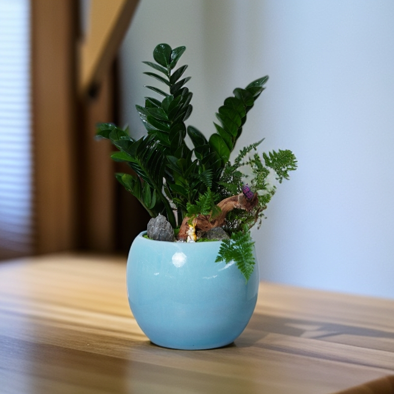 金钱树组合盆景83#