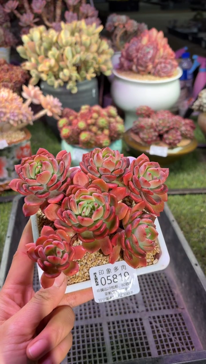 【闪购商品】05819