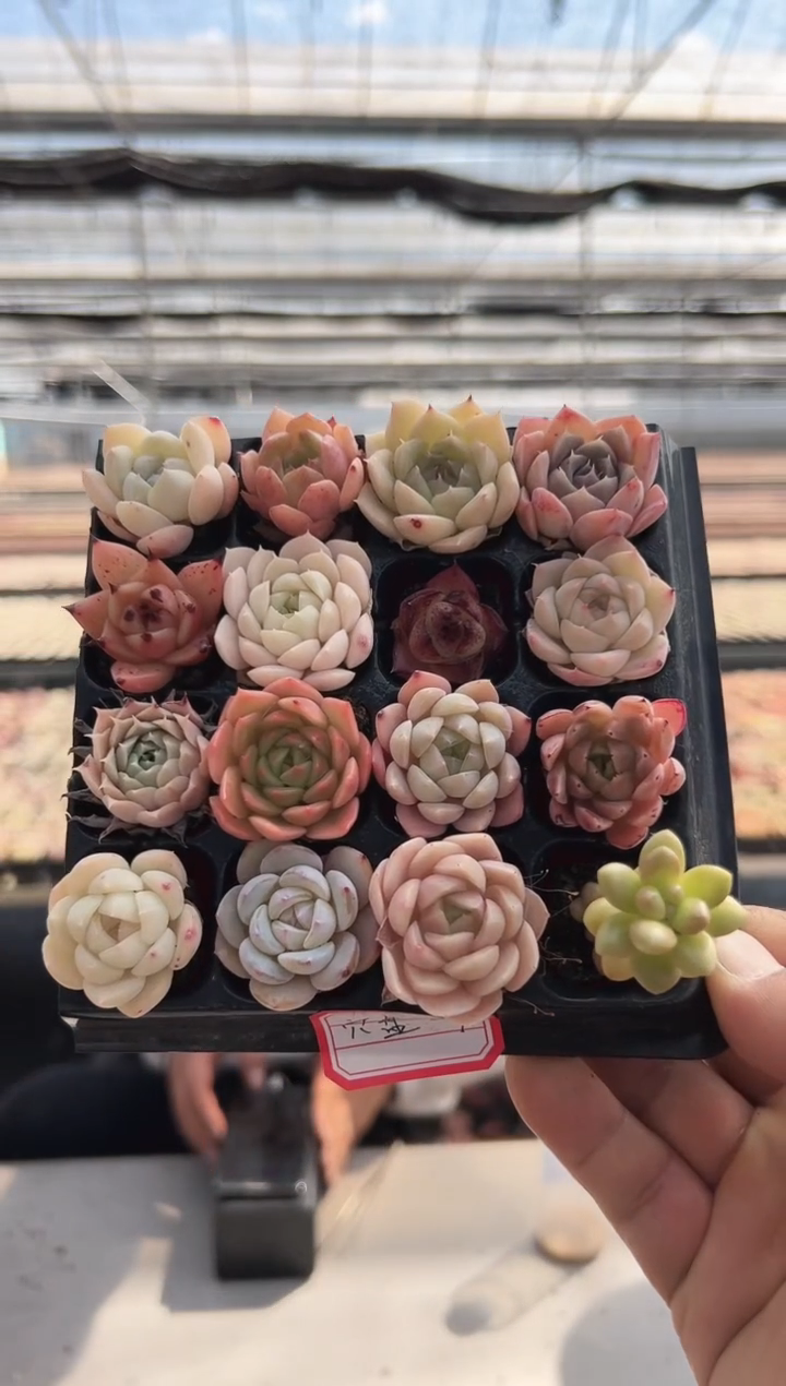 【闪购商品】穴盘-9