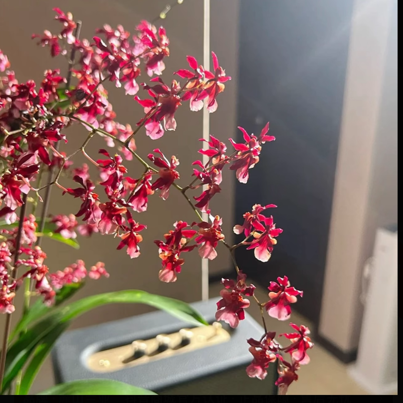 【浓香】特A级香水梦香文心兰高端送礼专属懒人绿植花卉