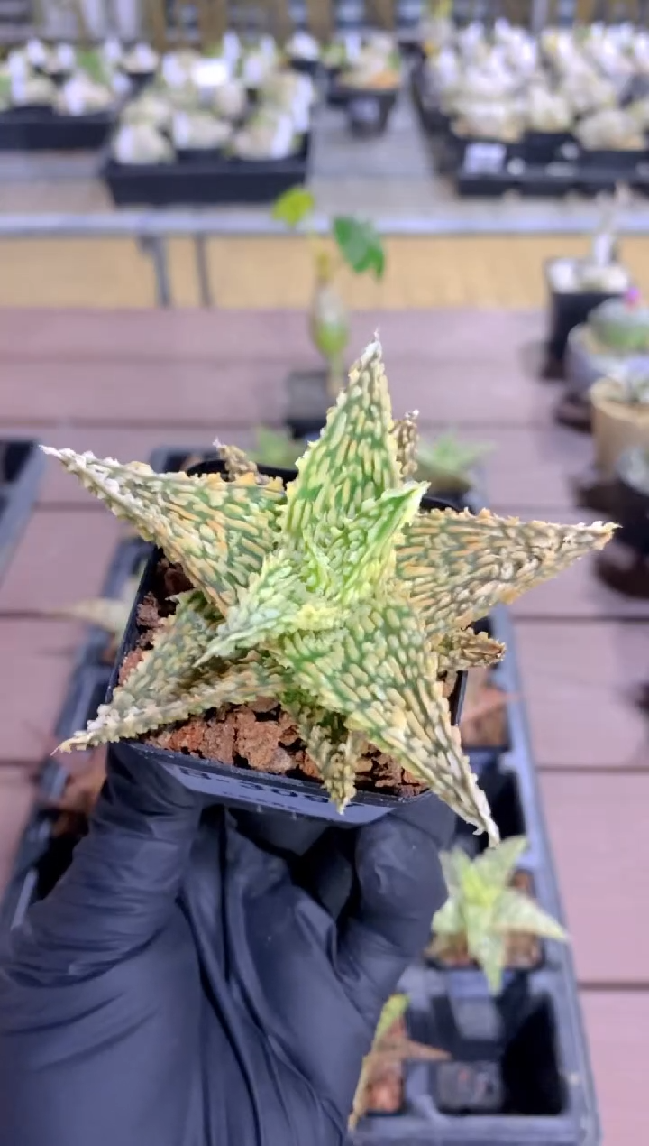 【闪购商品】园艺芦荟FB-3097