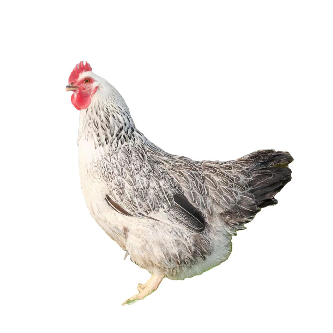 【白芦花】家用养殖户外天落鸽笼鸡金属网可装10只加密进口结实耐用