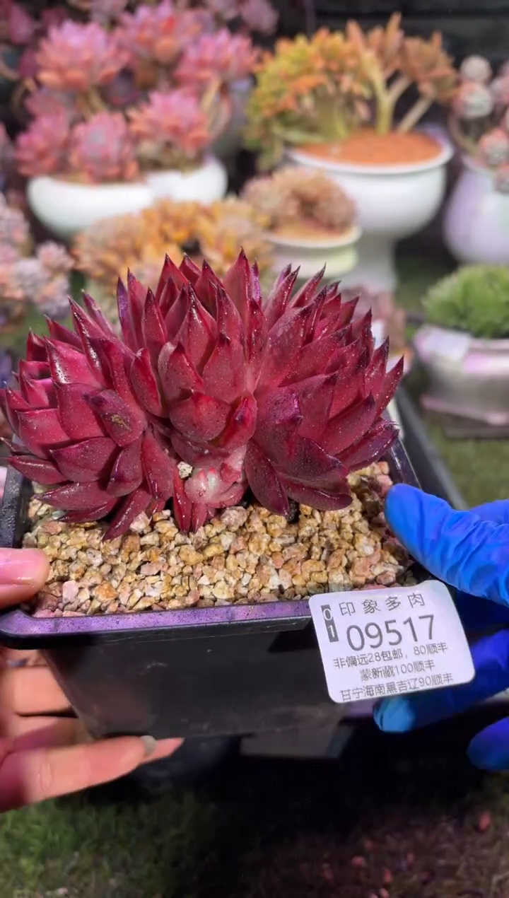 【闪购商品】09517