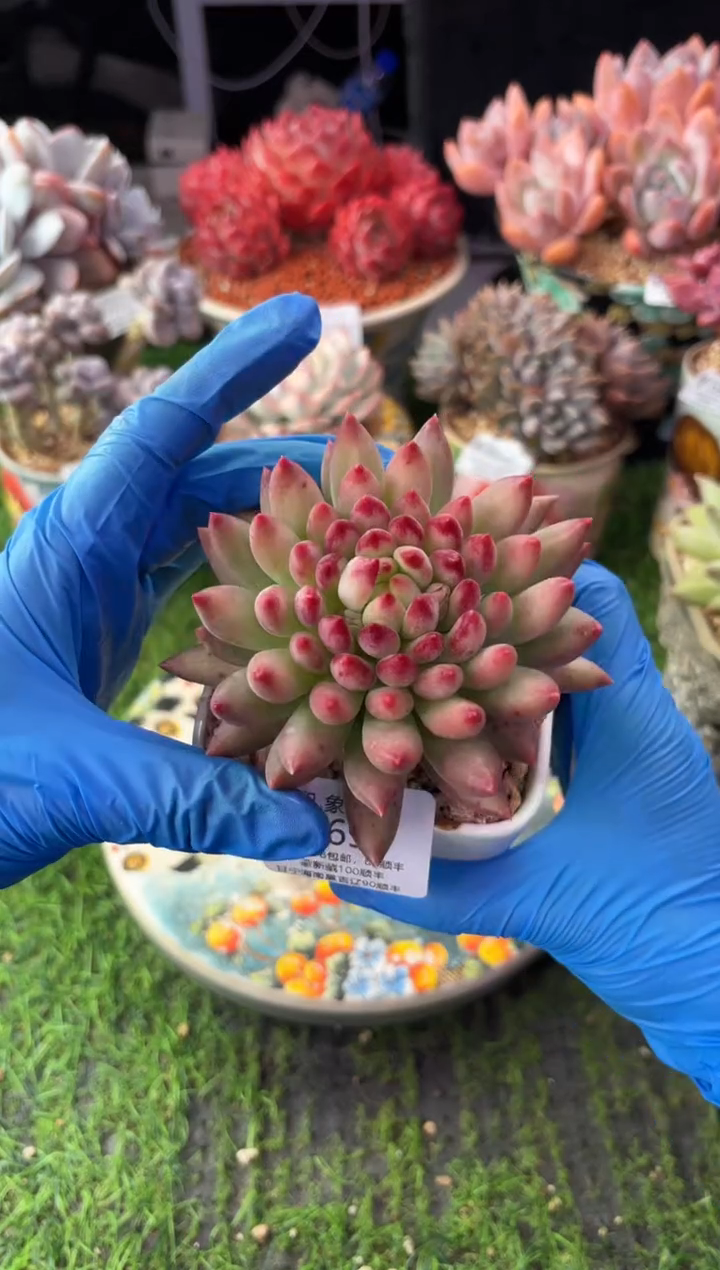 昆明印象多肉0698