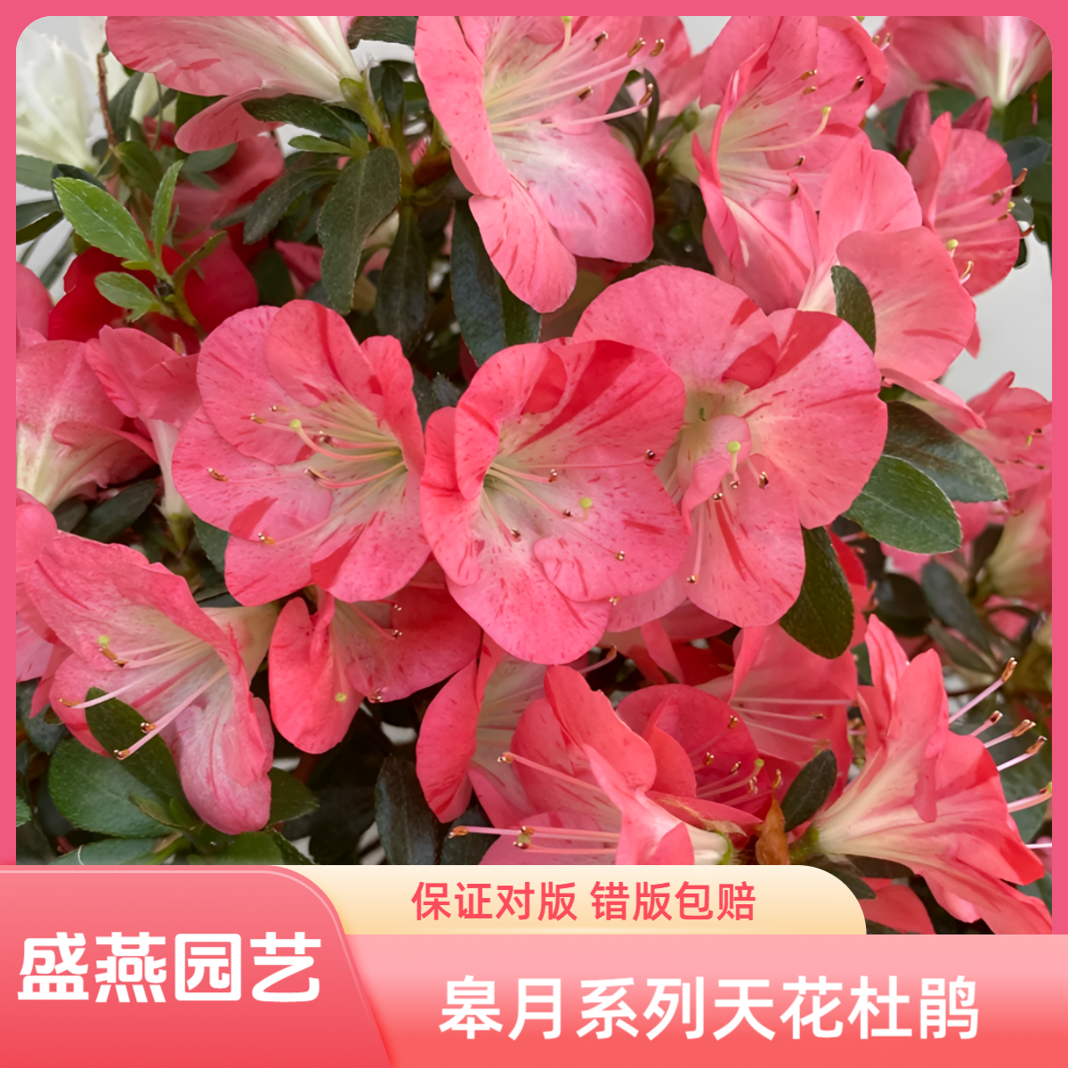 盛燕园艺【天花】皋月系列稀有品种杜鹃花室内外高20cm冠幅25cm左右