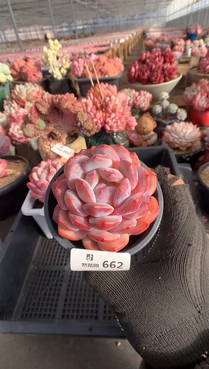 662粉星影多肉植物一物一拍