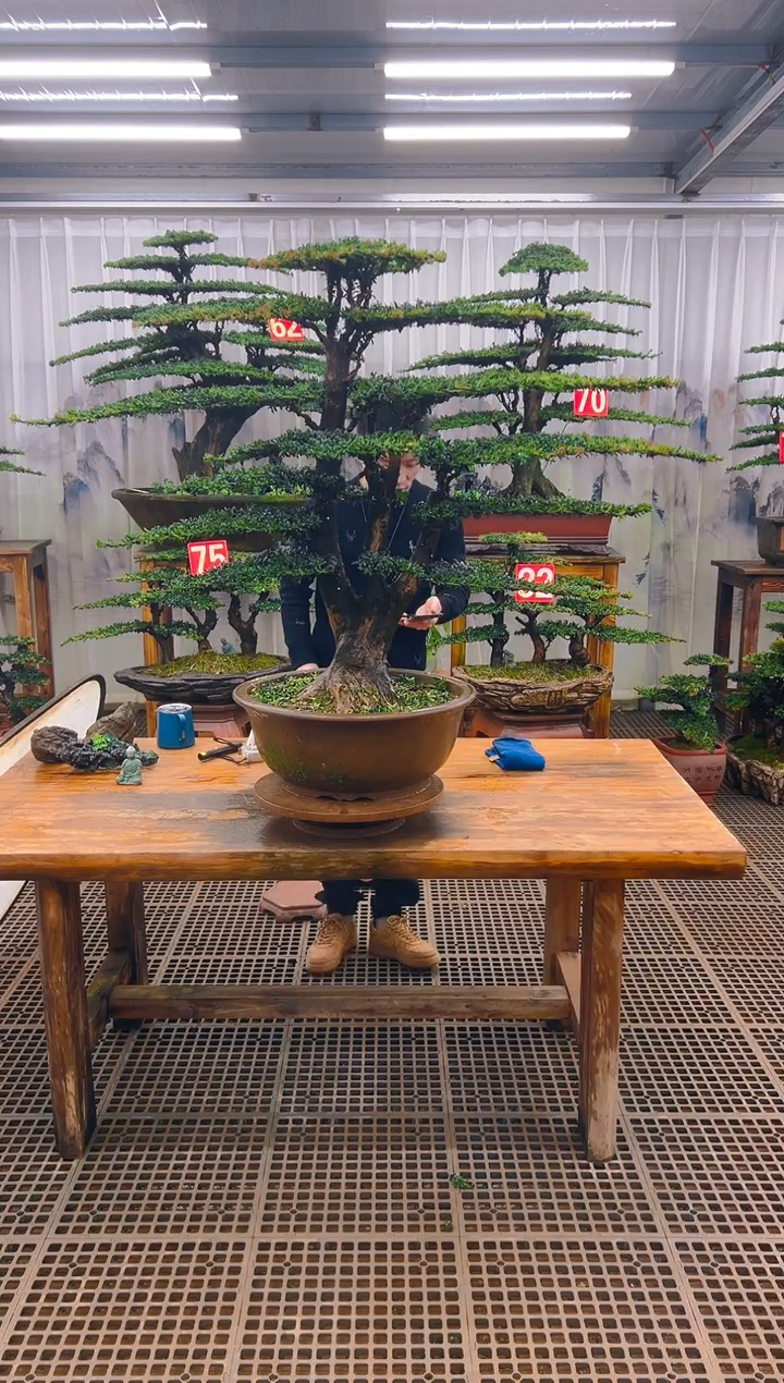 无花朵W****6精品盆景直播间一物一拍