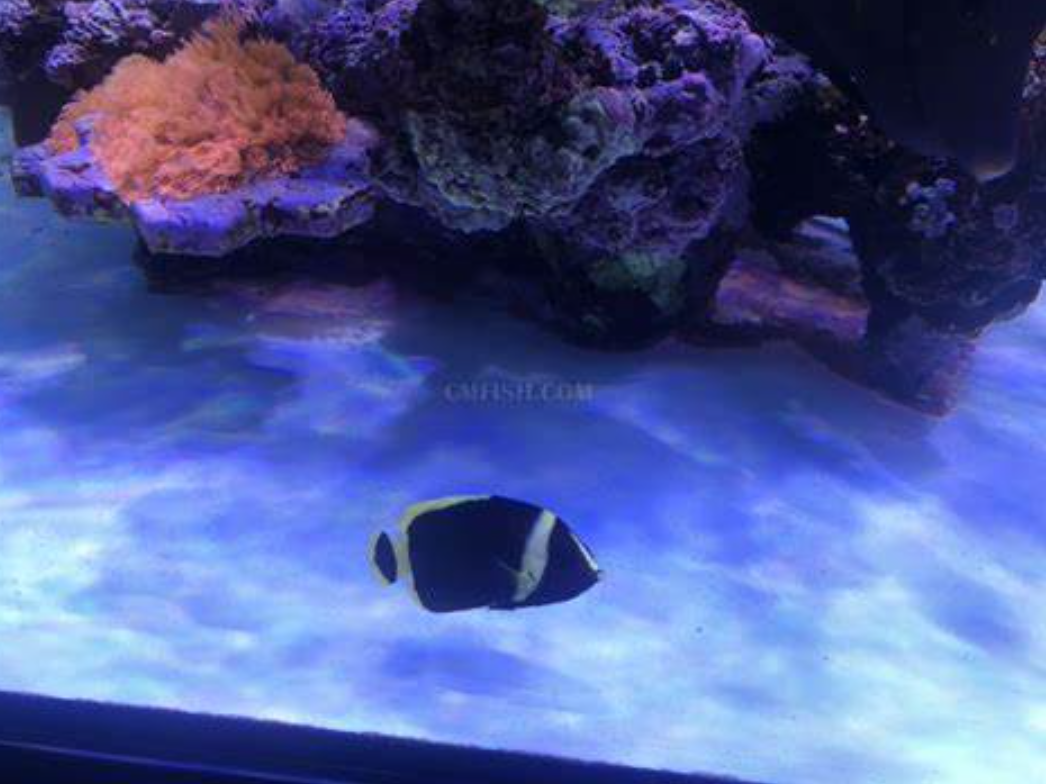 黑宝马幼崽、海水观赏鱼