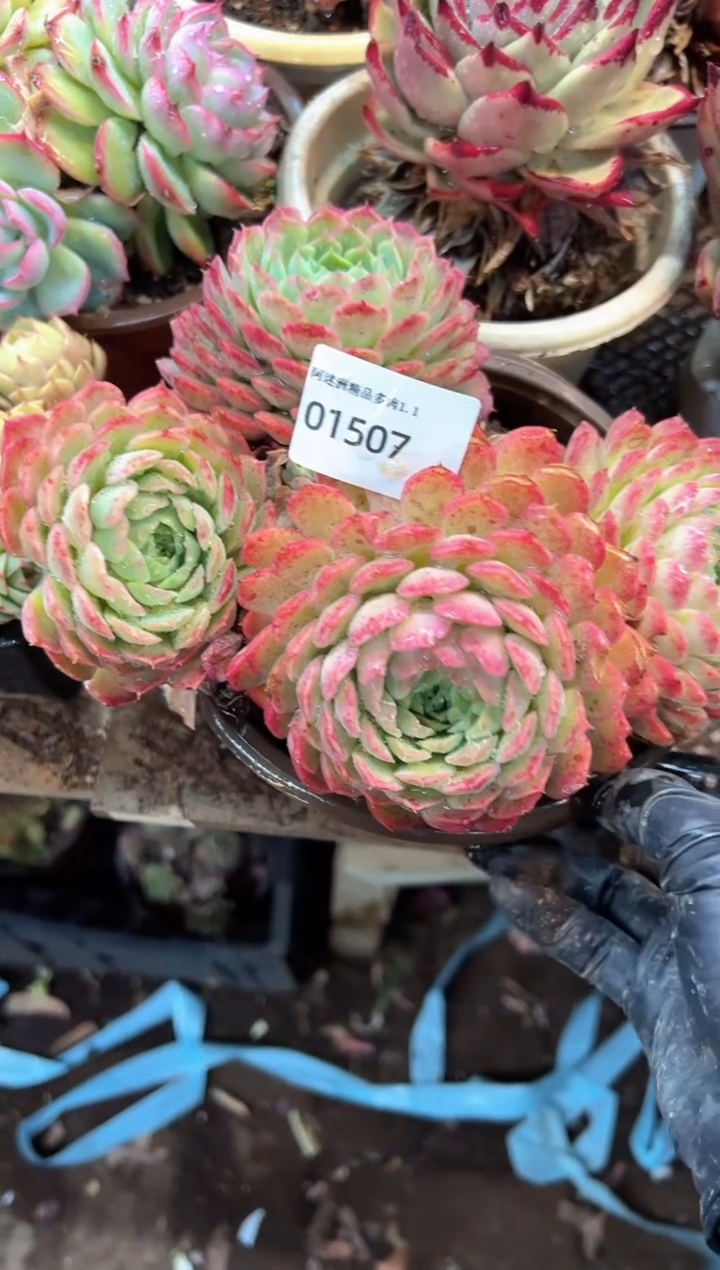 用***萍多肉植物一物一拍01507