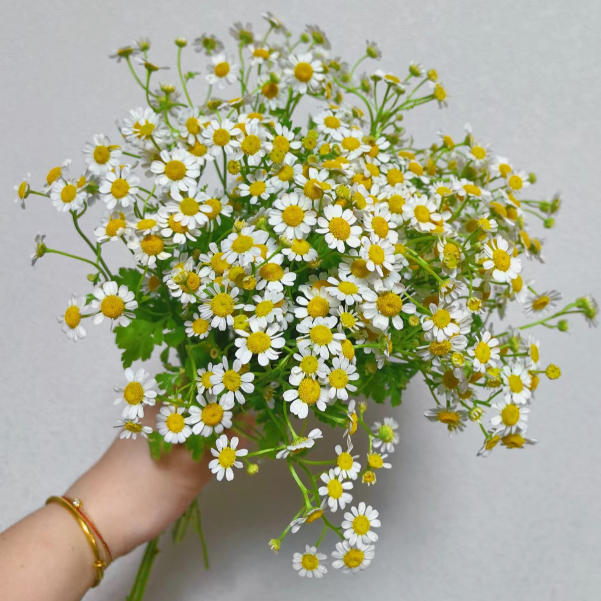 豆豆【洋甘菊】家庭同地址两单顺丰或京东送货上门+送1扎配草