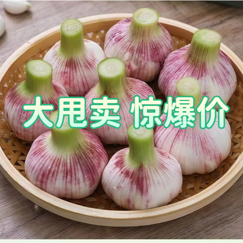 2025年新蒜现挖现发湿蒜农家自种可腌糖醋蒜多瓣皮薄肉厚个头饱满