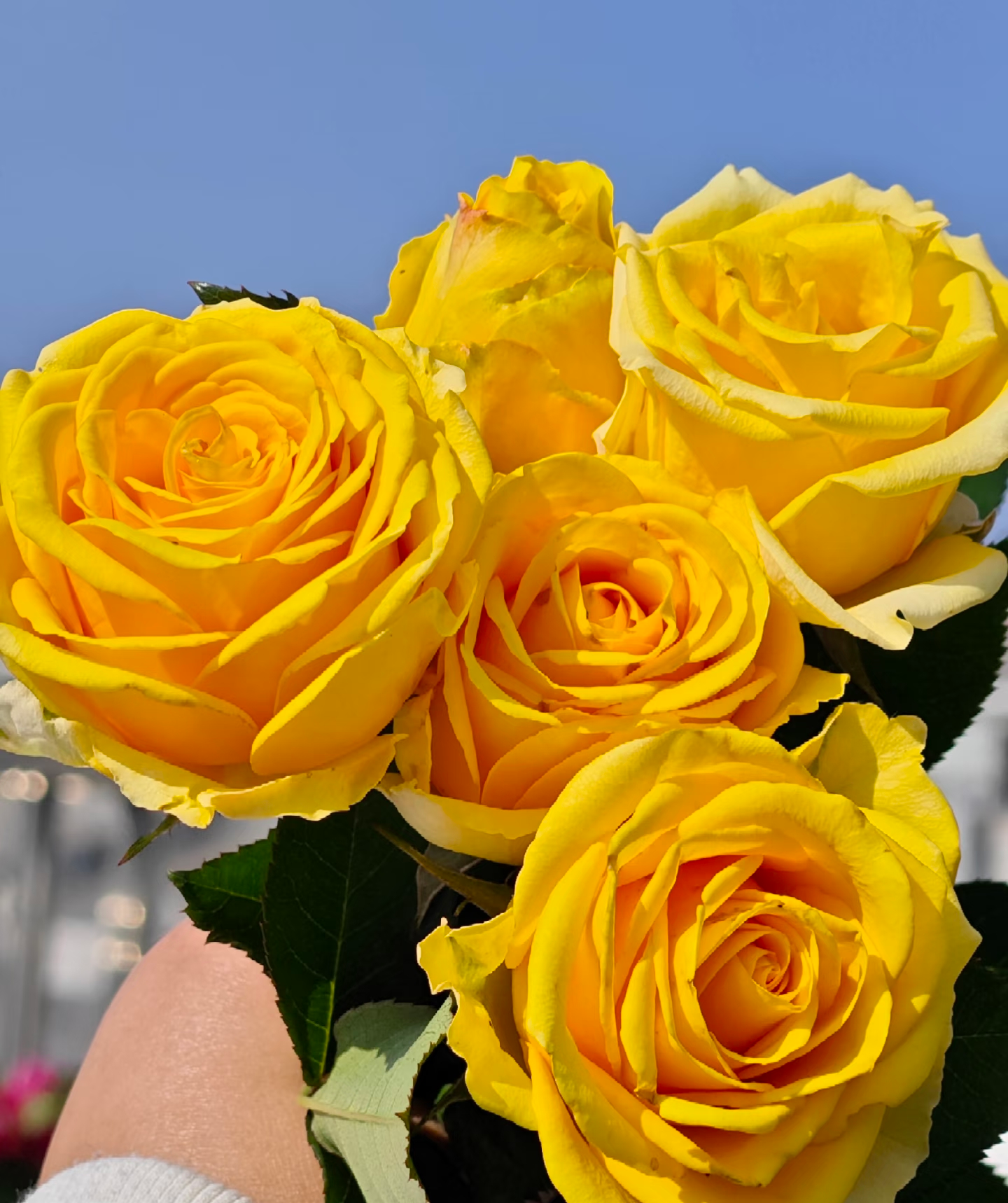 【苏格兰黄油月季】花期持久/酒杯状花朵