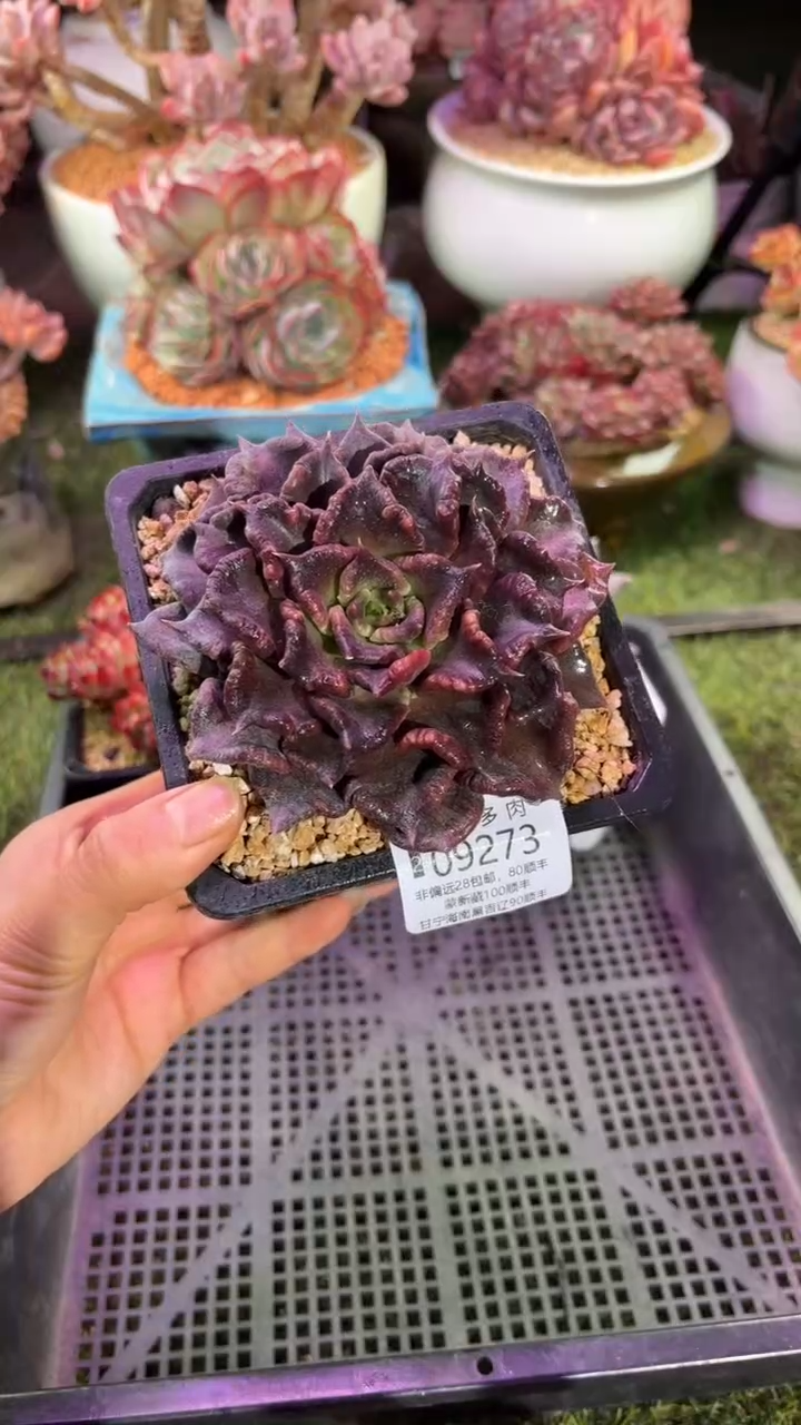 【闪购商品】09273