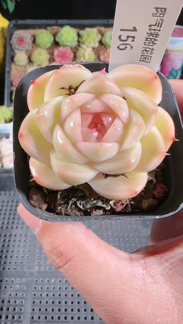 1202-156多肉群生不包整