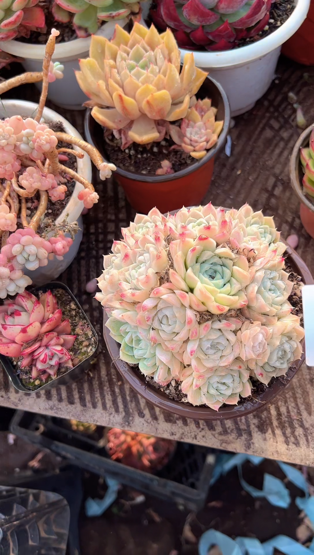 林*光多肉植物一物一拍24353