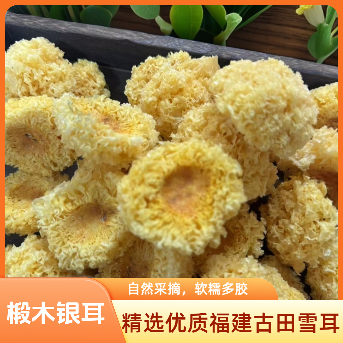 天然福建古田椴木小银耳无硫泡发率高出胶快胶质多糯耳孕妇炖煮