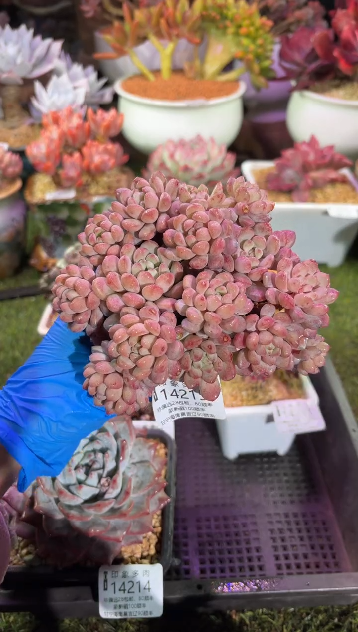 【闪购商品】14215