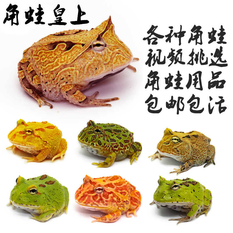 角蛙皇上宠物角蛙活体黄金绿角皮卡丘蝴蝶霸王钟角小丑非牛