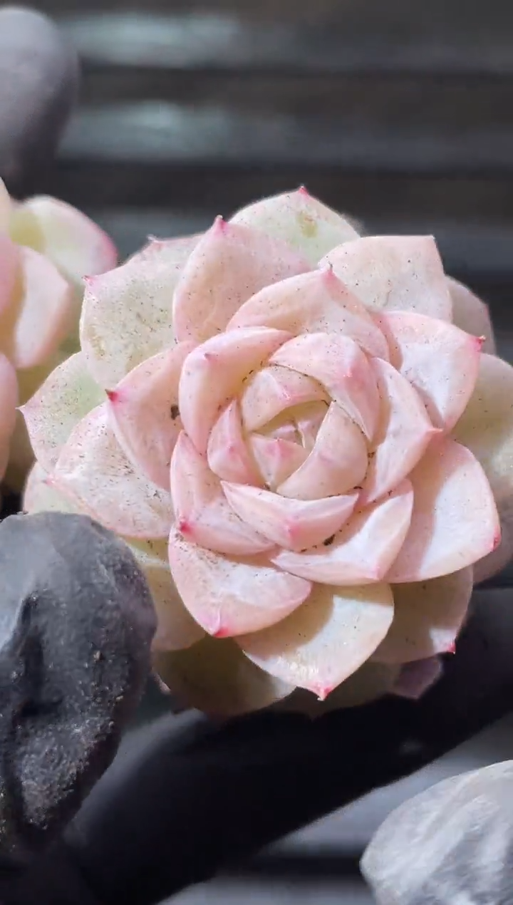 23-36 爱染明王3-4厘米量拍发一颗