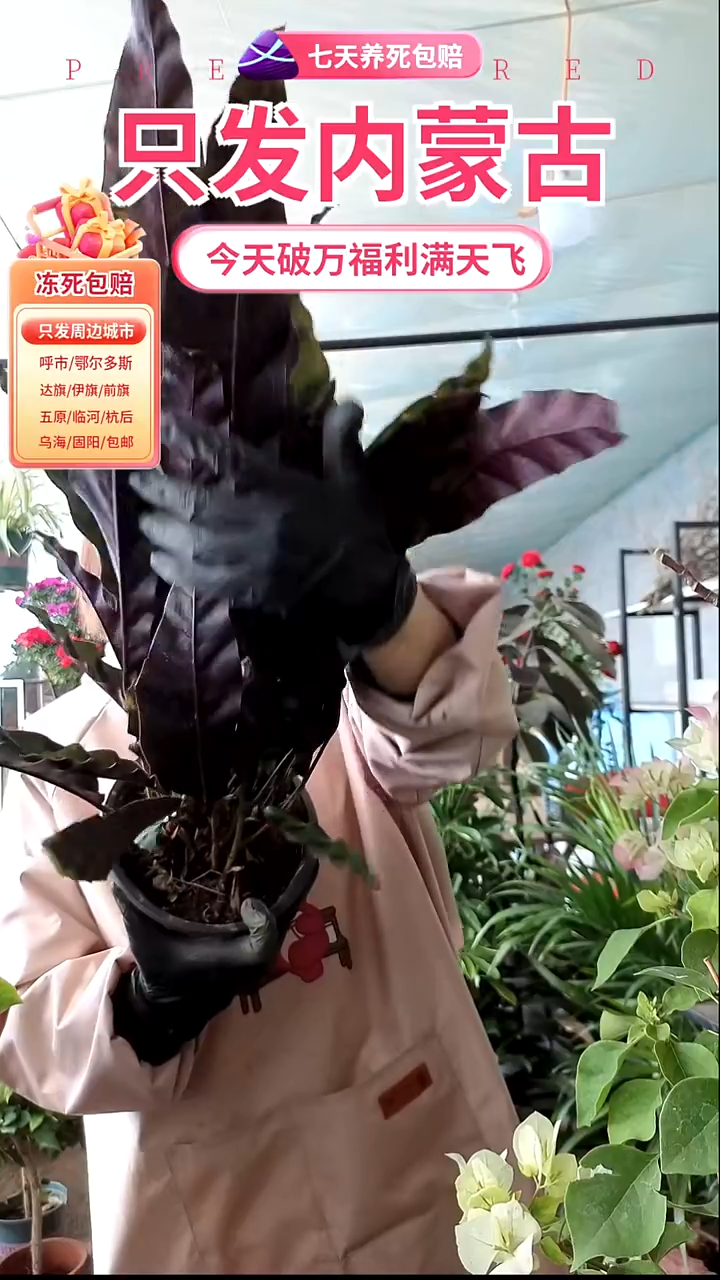 完全开放猫眼绿天鹅