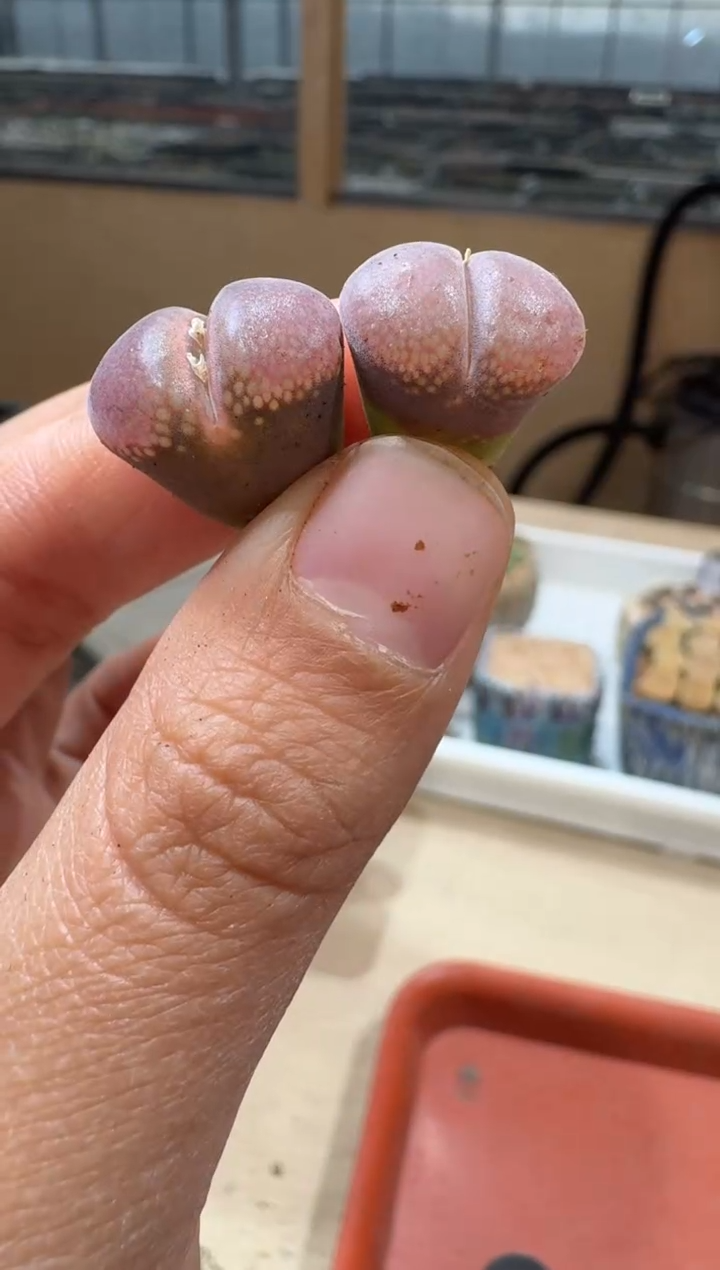 多肉植物肉锥2-312