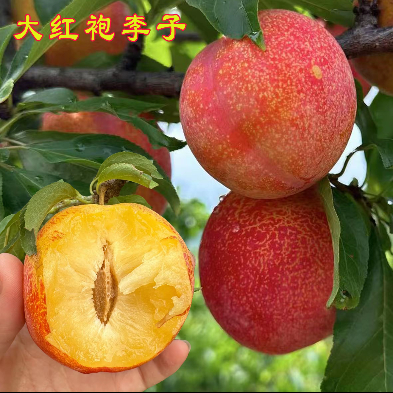 大红袍李子蜂糖李子树苗盆栽地栽南北方种植当年结果