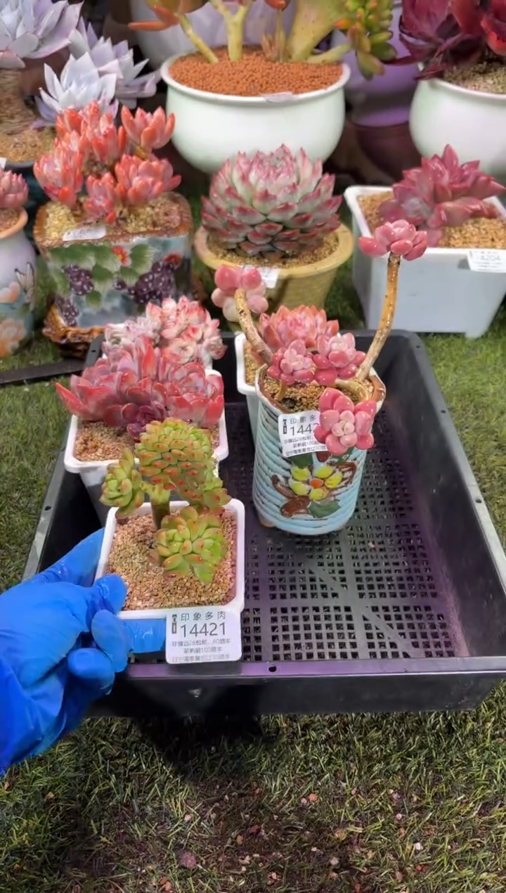 【闪购商品】14421