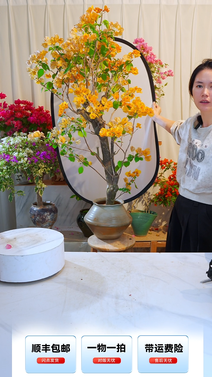 大部分开放少量花苞吃**枚加州黄金