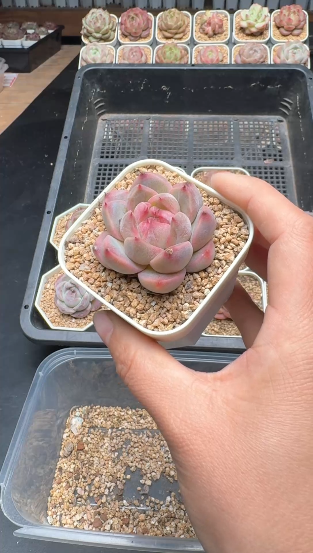 【闪购商品】577A号一物一拍多肉花卉植物拍3颗起发