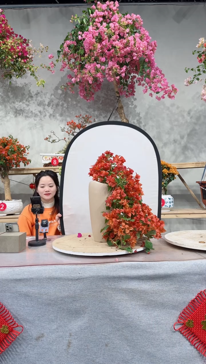 【闪购商品】盆景佩德罗