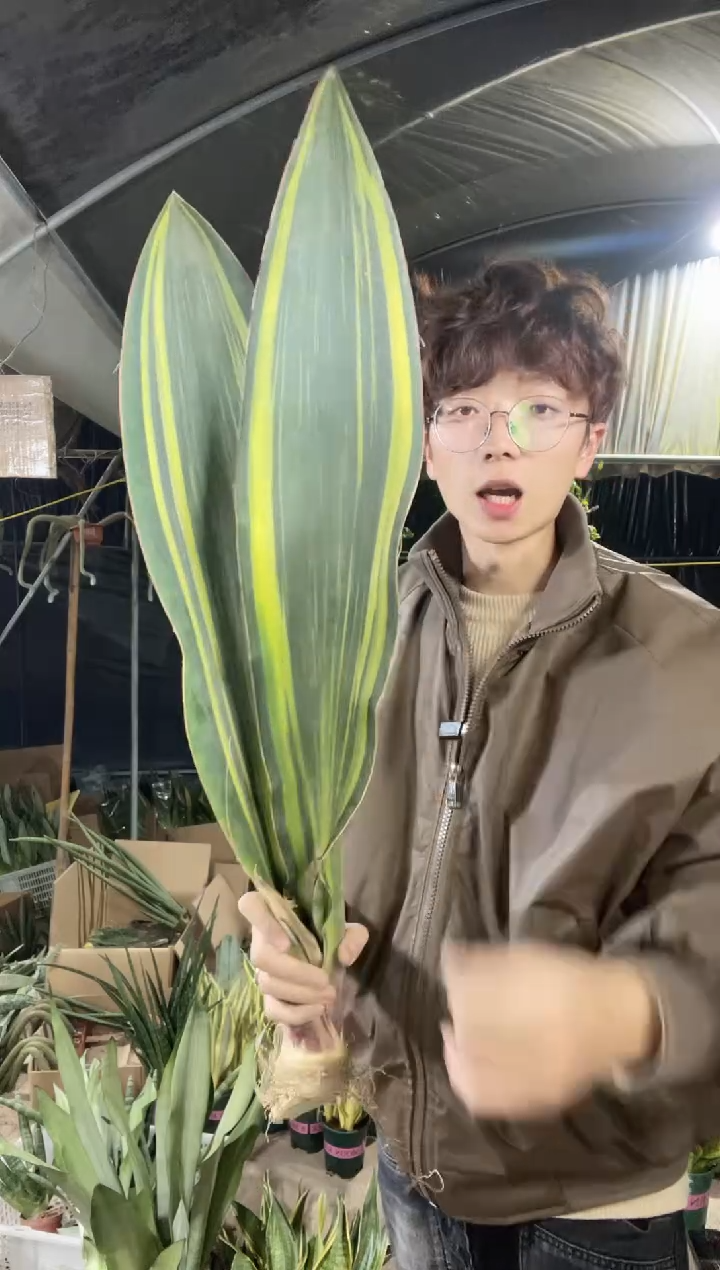 【闪购商品】黄金宝镜裸根双叶大号78