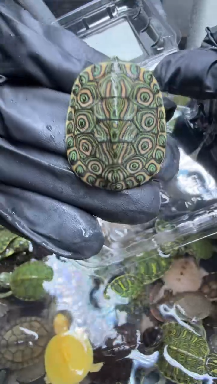 公母搭配宠物龟29