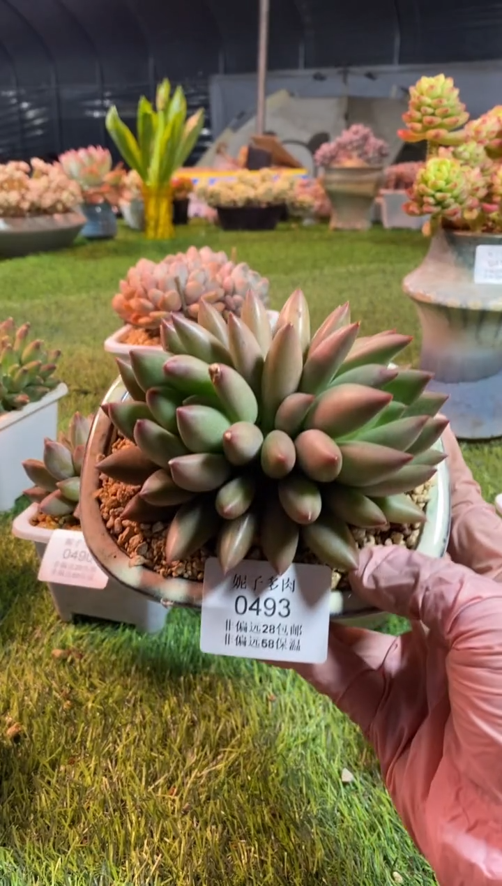 【闪购商品】0493a