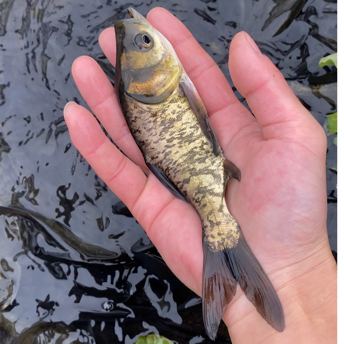 鲜活 淡水养殖水族花鲢鱼大头鱼胖头鱼水族观赏宠物鱼